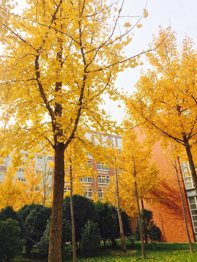 河南省很厉害的一所大学,体量很大,在校人数全国第一!排名靠前