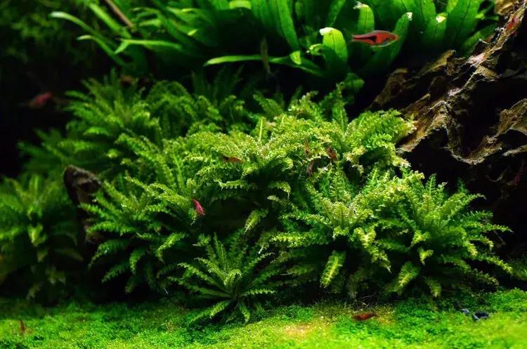 家装室内水系造景设计,家居鱼池假山布局