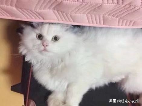 垃圾桶内传出一阵阵猫叫,打开一看,居然是一只面部溃烂的猫咪