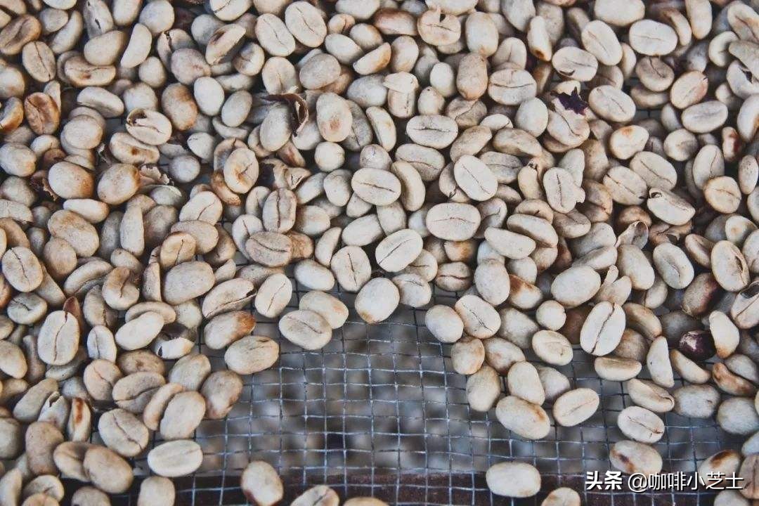 哪种肯尼亚咖啡最好喝,咖啡小知识
