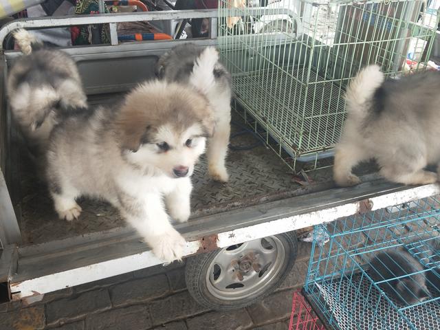 开封杨丰宠物市场最新价格信息,开封杨丰宠物市场现在开着吗