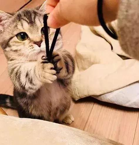 猫咪傲娇，为什么那么多人养？喜欢猫的18个理由，每个都无法反驳