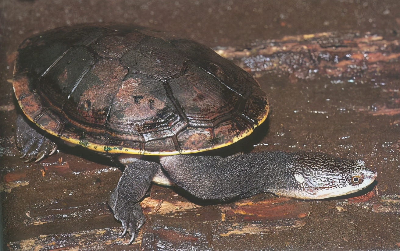 龟类大百科,大眼睛龟类