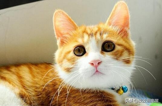 这5种行为,正在缩短宠物猫的寿命,你知道吗?