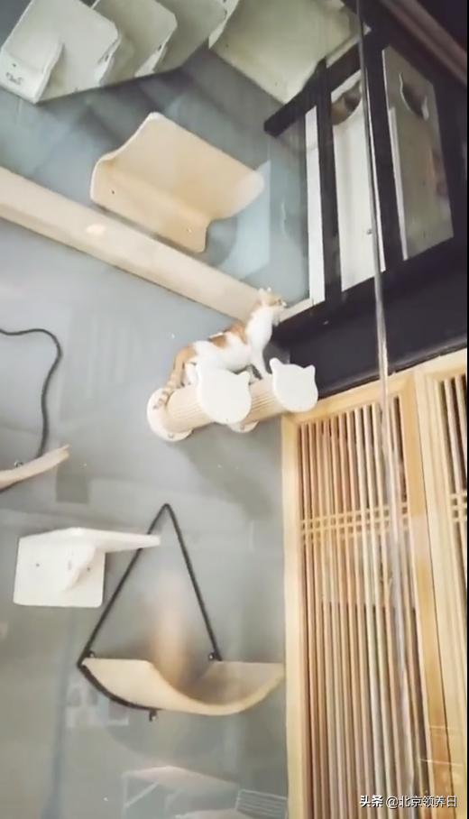 #领养代替购买#给它们一个家|线上宠物领养日,20190608加场