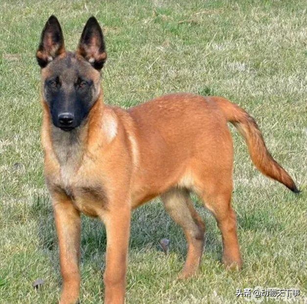 德牧犬马犬昆明犬哪个好,昆明犬配德牧后代再配马犬