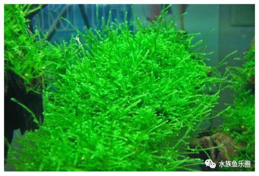 皇冠水草品种大全,亚马逊水草品种