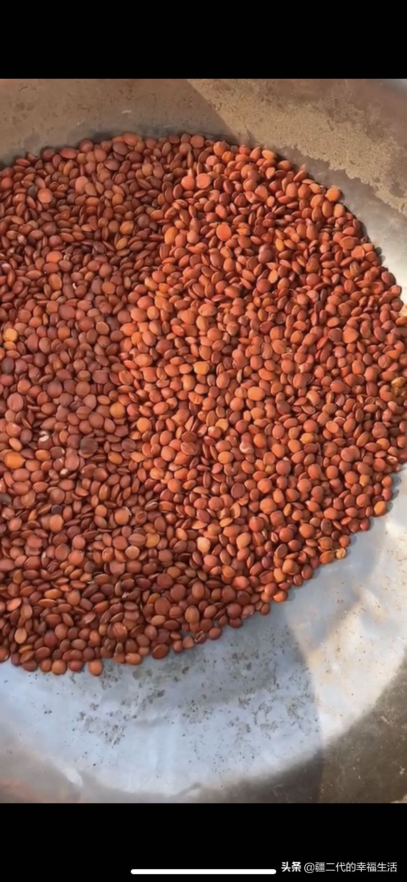 酸枣仁24年行情,天地网酸枣仁价格行情