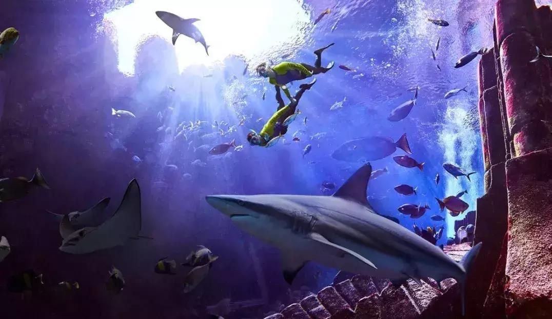 与海洋生物一起旅游,与海洋生物同游