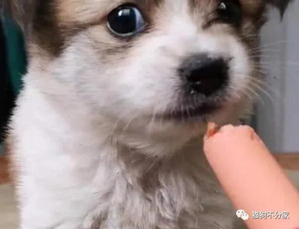 狗狗每天都吃火腿肠可以吗,狗狗经常吃火腿肠可以吗