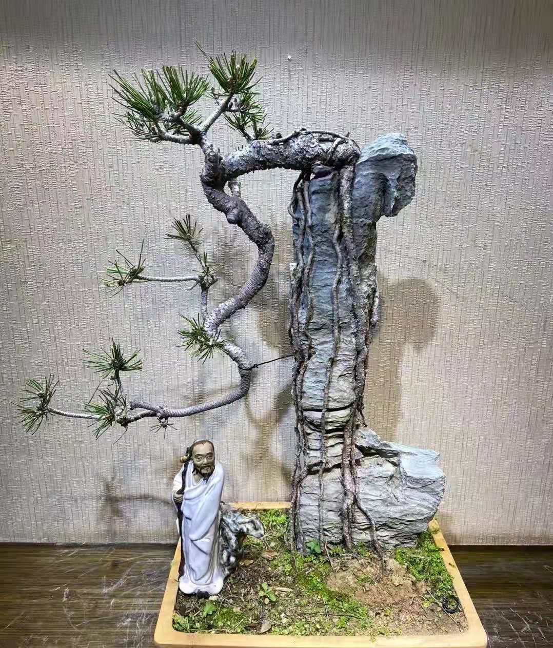 附石黑松的养护技巧 (大附石黑松)