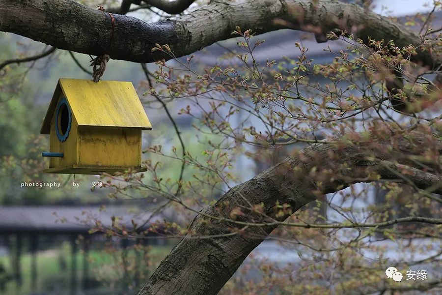深扒：西湖中的西湖；多国元首下榻的540亩国宾馆的神秘面纱