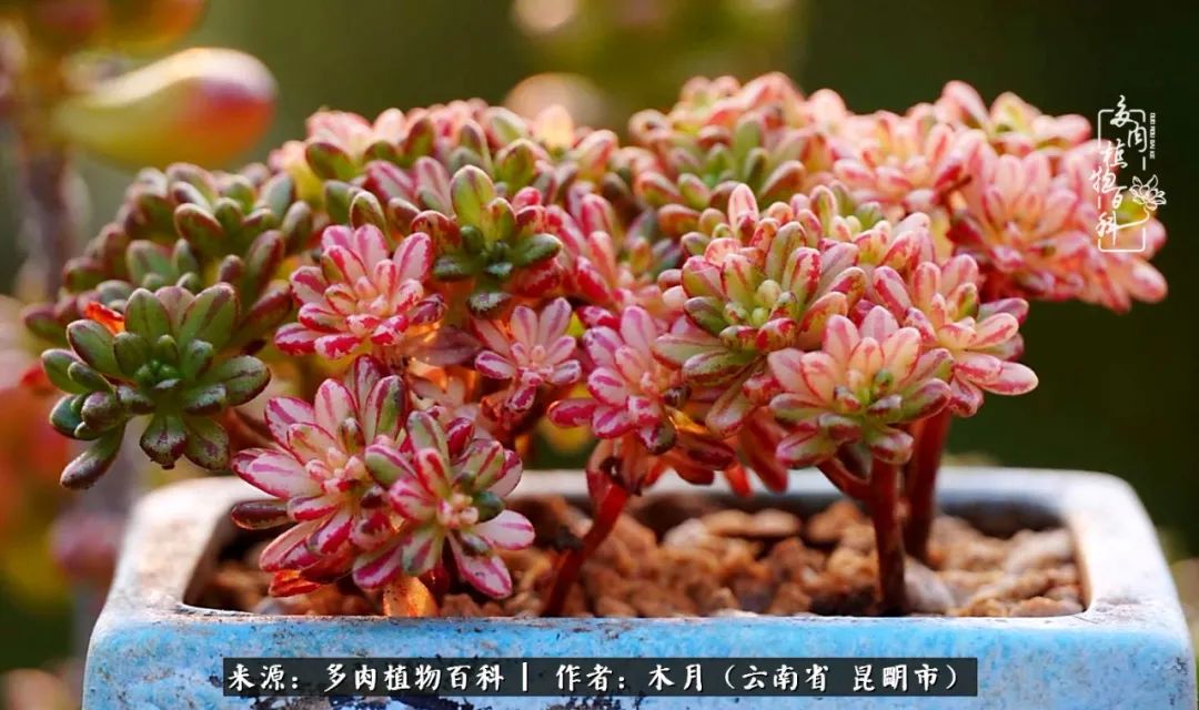 浅冬多肉，终有美好在等候