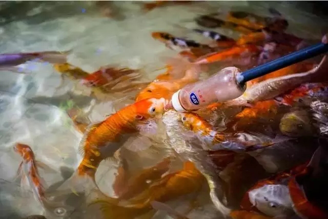 烟台海昌鲸鲨馆,烟台海昌鲸鲨馆表演