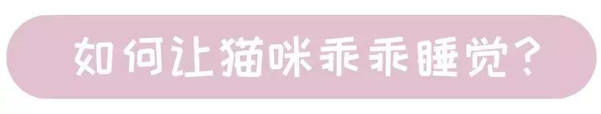 猫咪晚上睡觉太闹腾怎么办,猫咪晚上不睡觉一直闹腾怎么办