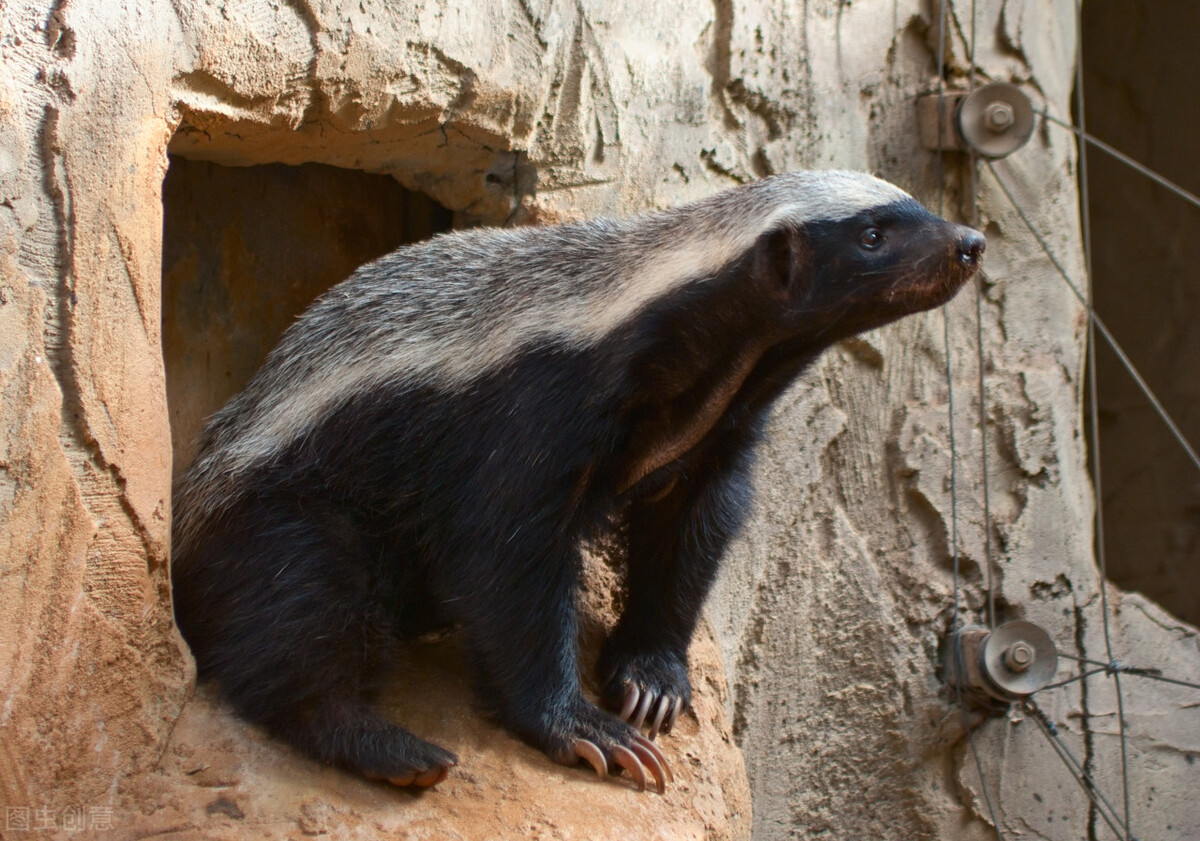 科莫多巨蜥对比平头哥,科莫多巨蜥平头哥二哥
