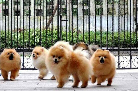 博美犬多少钱一只最好,博美犬最少价格多少钱一只