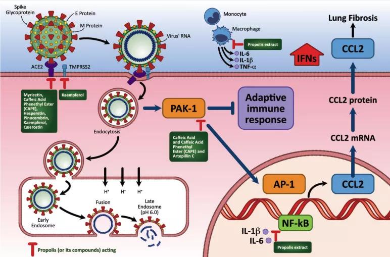 蜂胶的抗真菌作用,蜂胶抗病毒视频