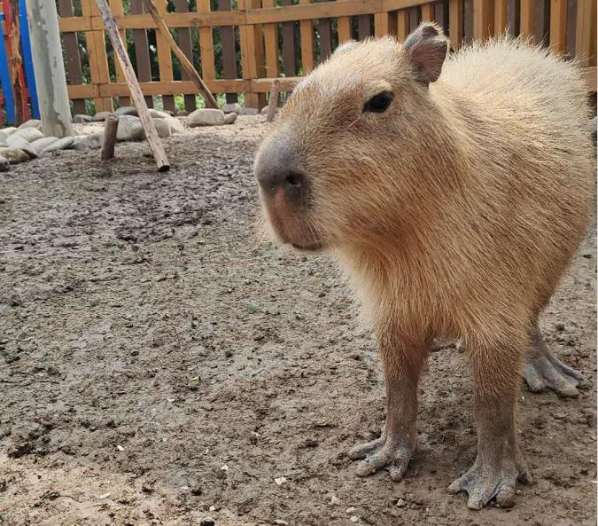 天津假期旅行社组织,天津旅行社出境游项目