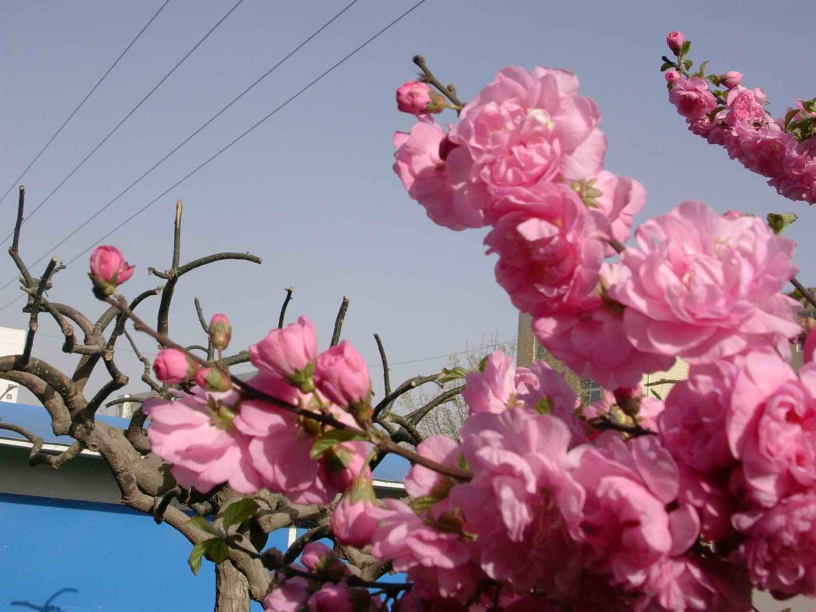 关于春天的小学生优秀作文,小学生作文春天的校园优秀范文