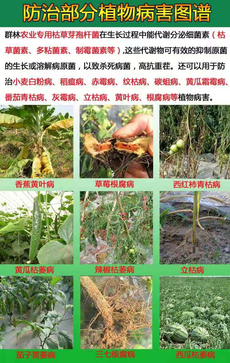 微生物源农药枯草芽孢杆菌的使用技术，“以菌治菌”防治土传病害