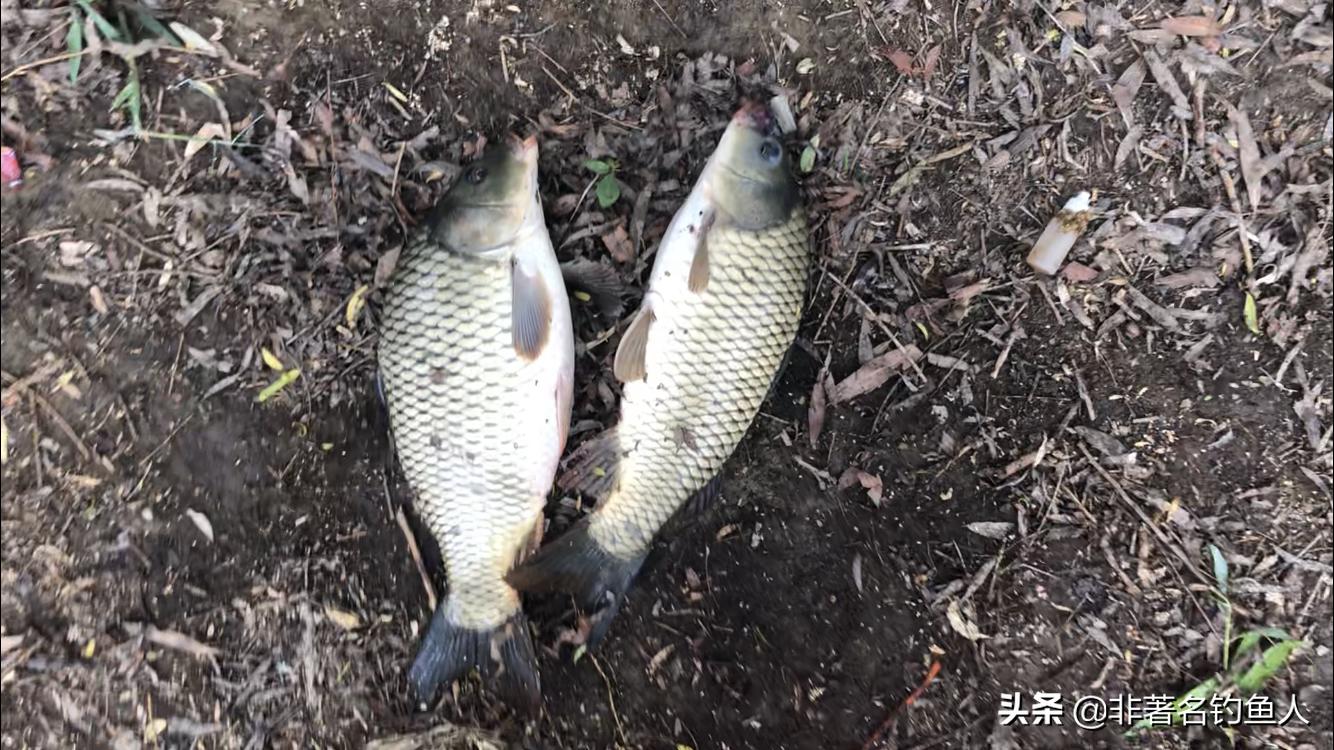 野钓急流水七星漂调漂最佳方法,野钓七星漂调漂最佳方法新手