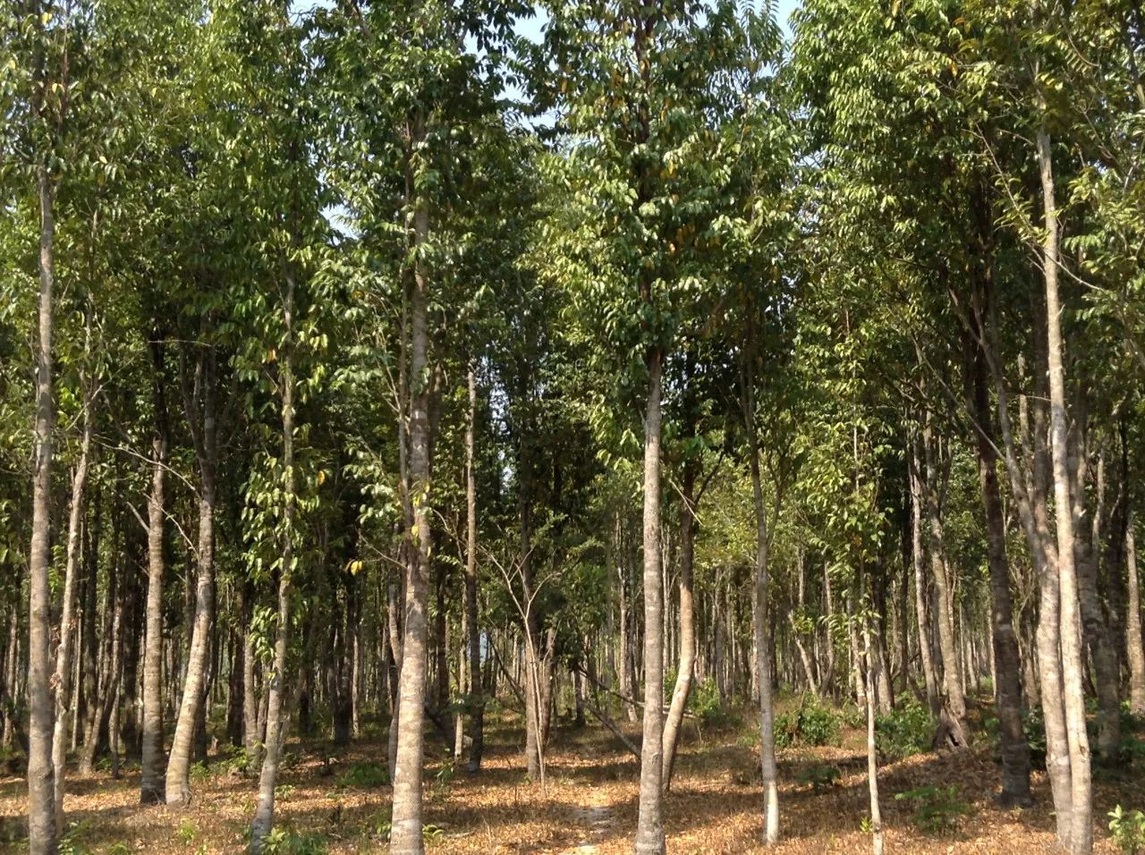 沉香课堂丨午阳带大家认识沉香树