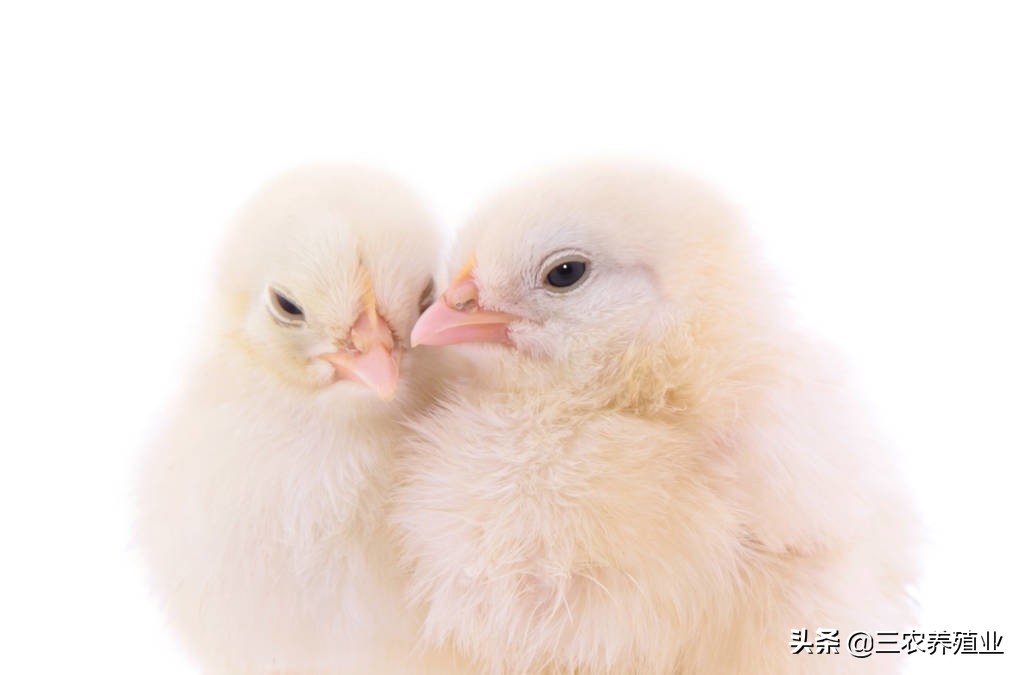 鸡沙门氏菌的治疗最佳方法,鸡感染沙门氏菌病的注意事项