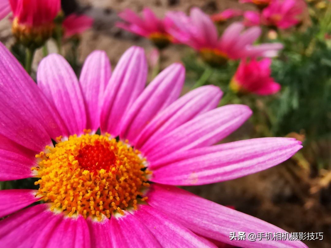 十倍光学变焦公认最好拍照手机,1亿像素5倍光学变焦手机有哪些