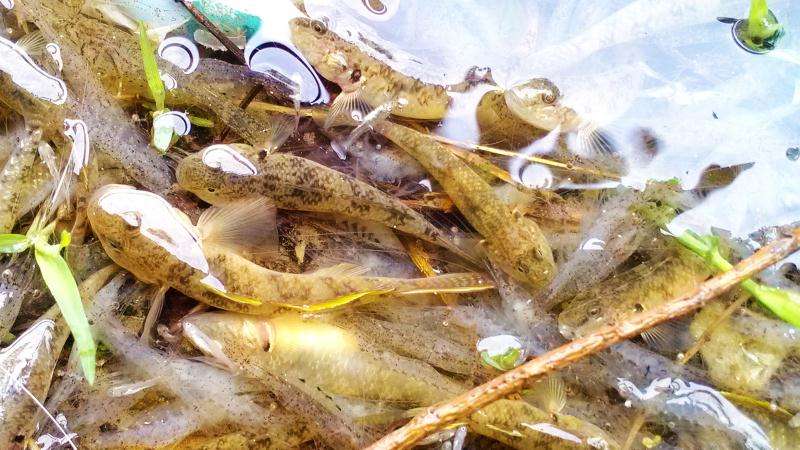 已经有很多人开始吸这种鱼，你却还没有正眼看过它