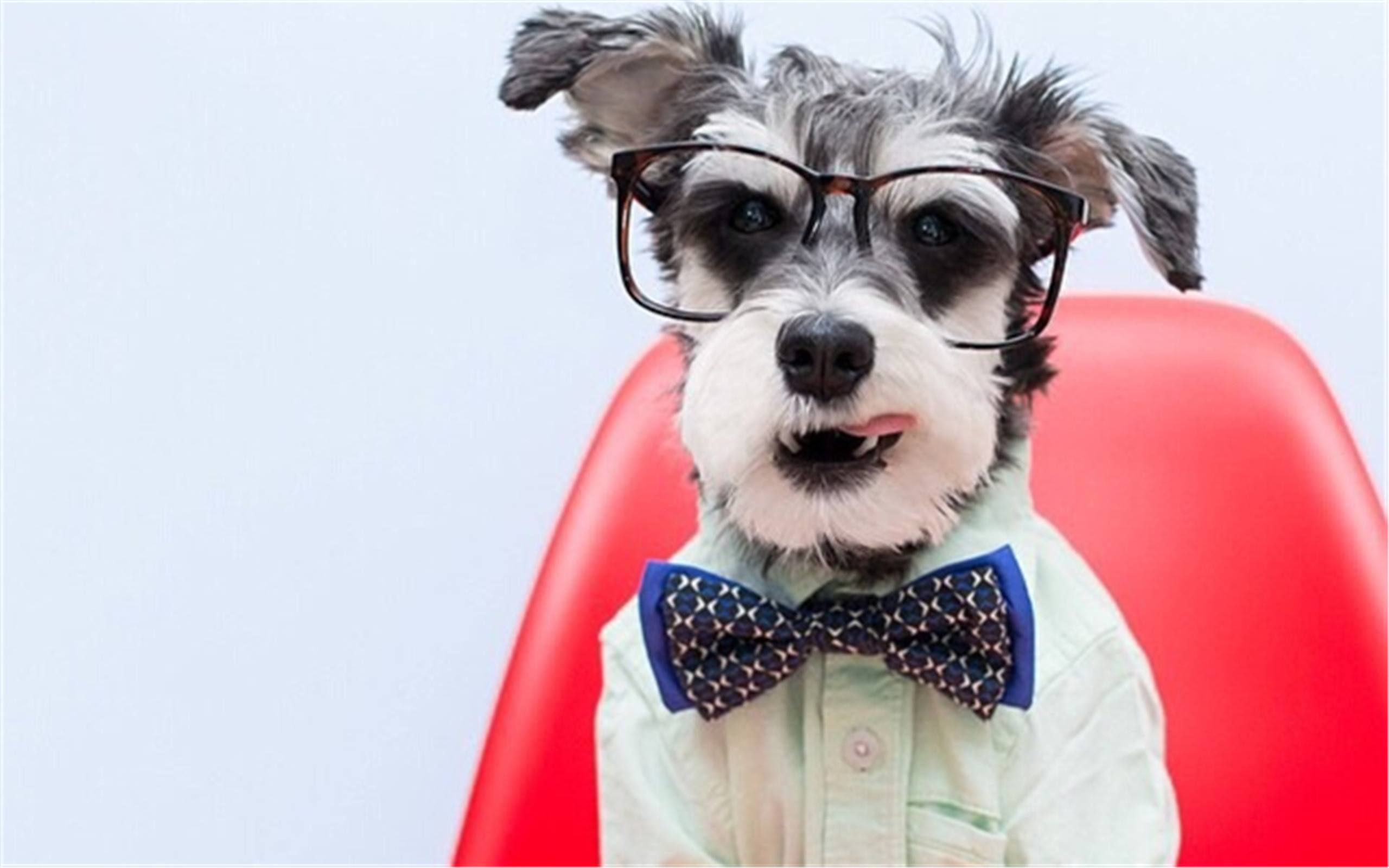 五种便宜又好养的狗,几款便宜好养的狗