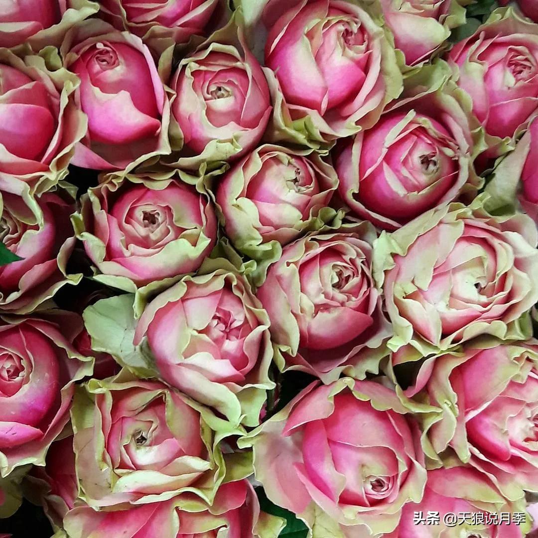 520你最想收到什么玫瑰,520这样的玫瑰你们喜欢吗