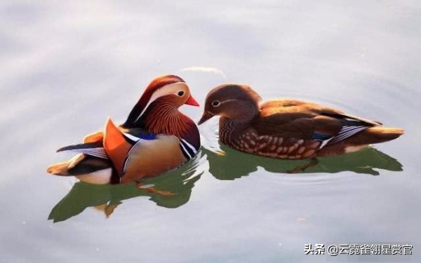 一夫一妻制的动物们,一夫一妻终身伴侣的动物