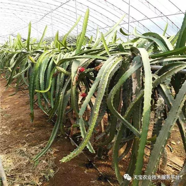 盆栽火龙果施肥,火龙果如何施肥