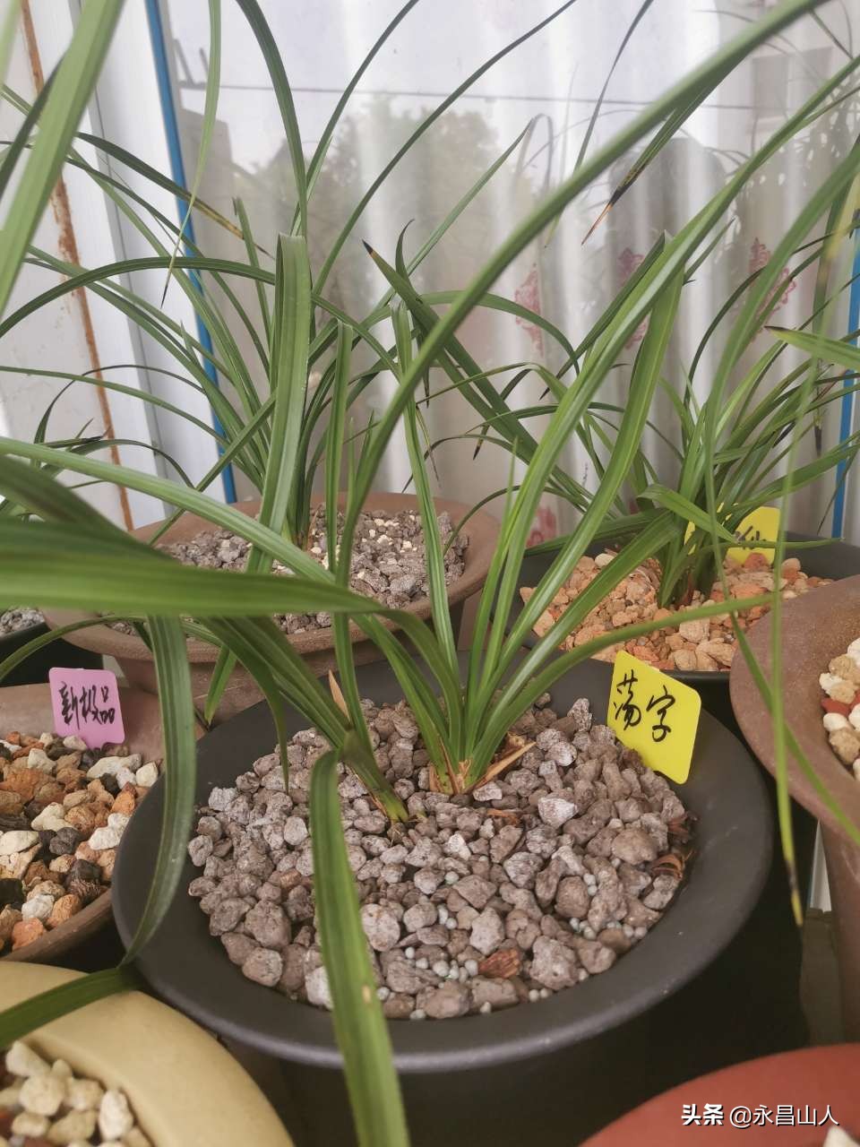 兰草如何辨叶识花,兰草怎样看叶识花