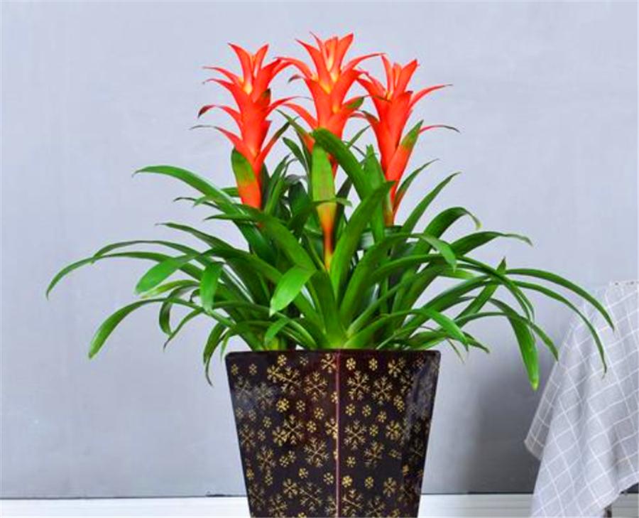 养最美年宵花鸿运当头,学会4个“巧办法”,叶子油绿开花多