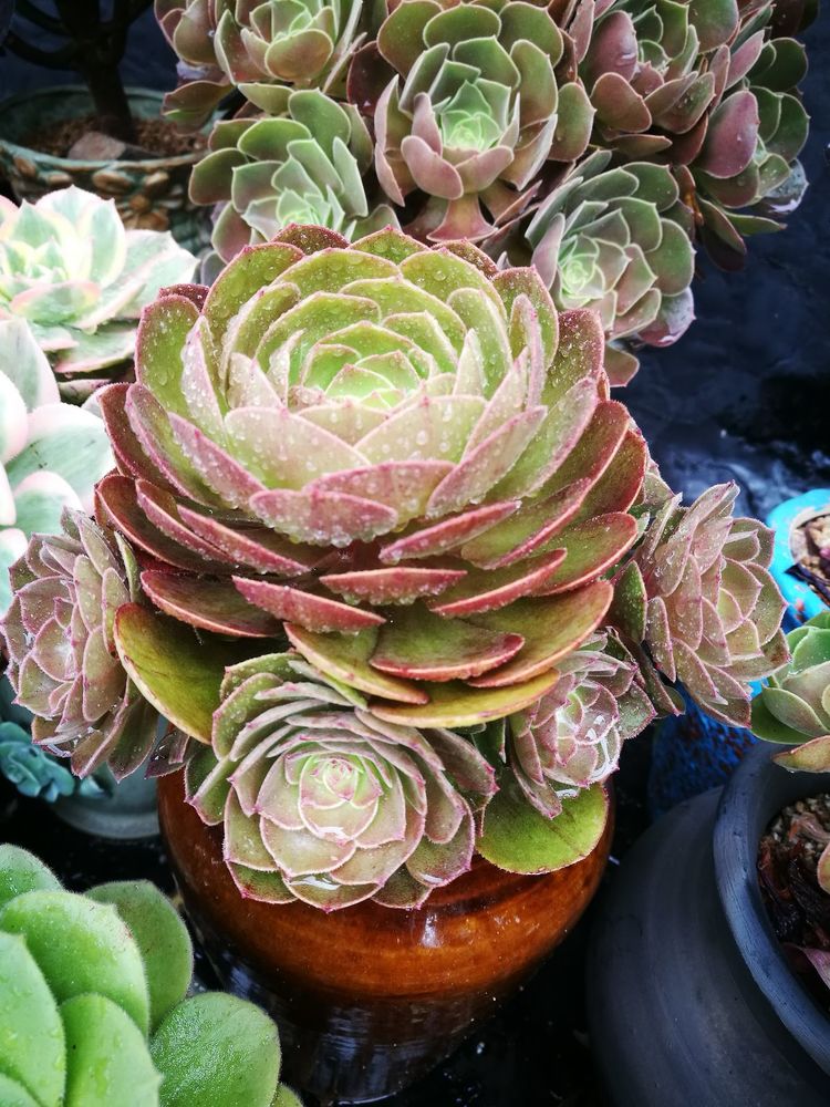 误打误撞的多肉情缘,带我走进多肉小世界!