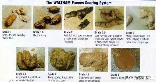 猫咪拉软便吃什么药,猫咪吃了渴望猫粮拉软便