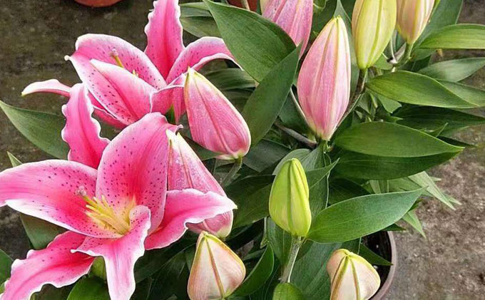 香水百合怎么养图片视频讲解,香水百合开花阳台弥漫花香