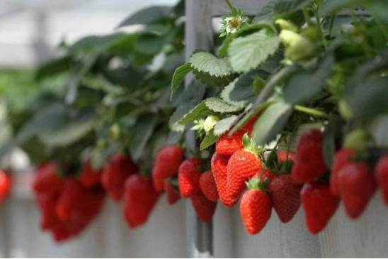 楼顶种草莓的种植方法,水种草莓种植技术