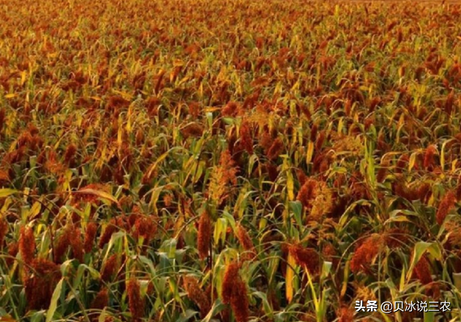 高粱种植技术和方法在线听,高粱种植技术和管理方法