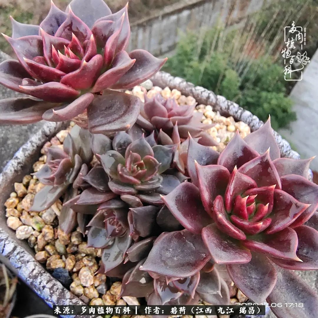 养了五年的多肉看到岁月的痕迹,经过一年春夏秋冬的轮回