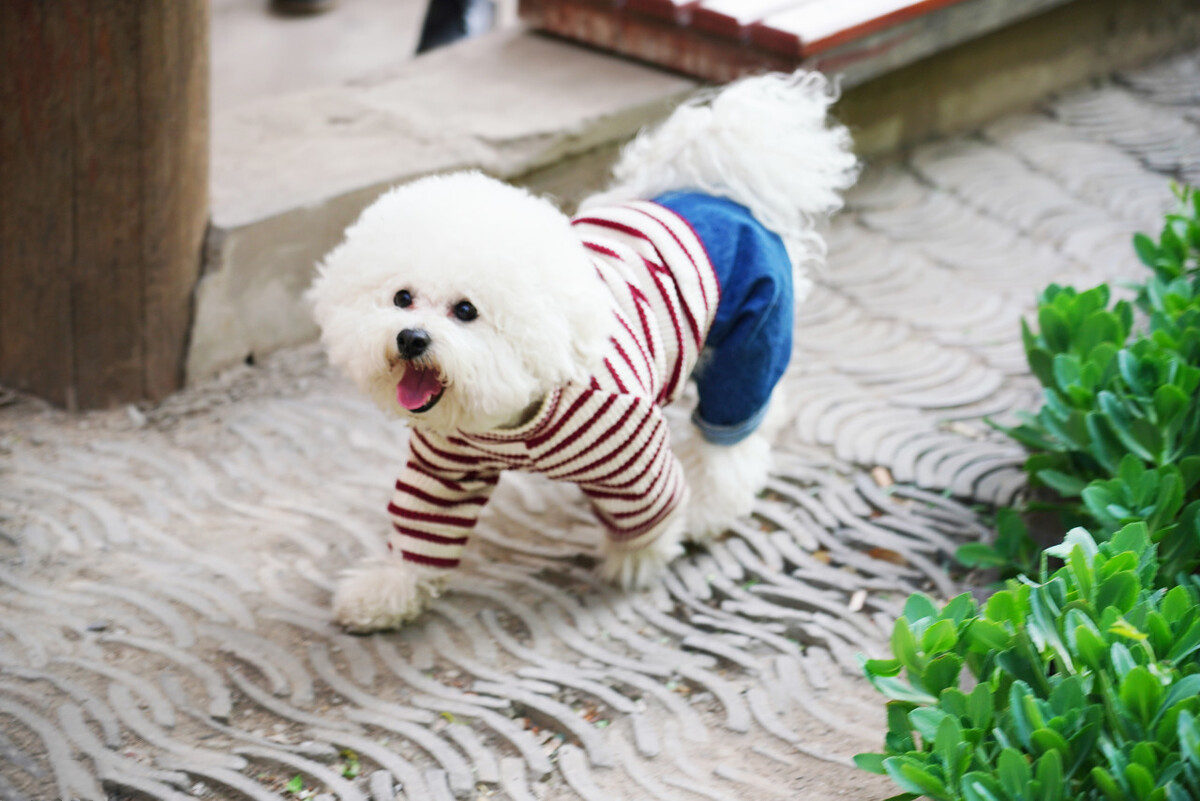 狗狗肾衰不爱喝水,狗狗总是不爱干净