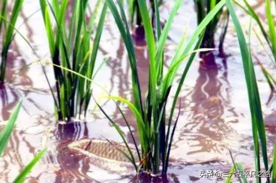 稻田养鱼为什么这么火,为什么现在不提倡稻田养鱼