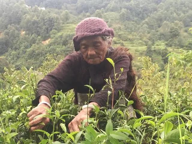 你也喜欢普洱茶吗,和你喝普洱茶的人