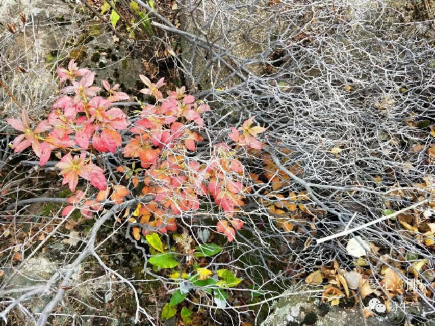 琴心劍胆诗词‖秋韵之橡树——赤峰宁城黑里河道须沟之一