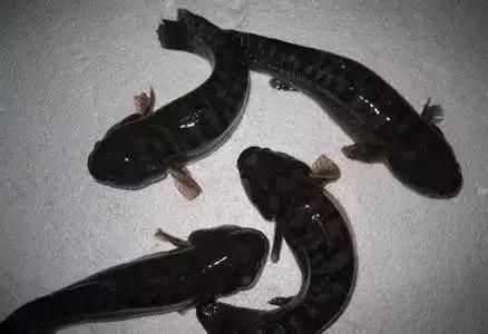 宁波一渔民整理海鲜大全,宁波最全的海鲜