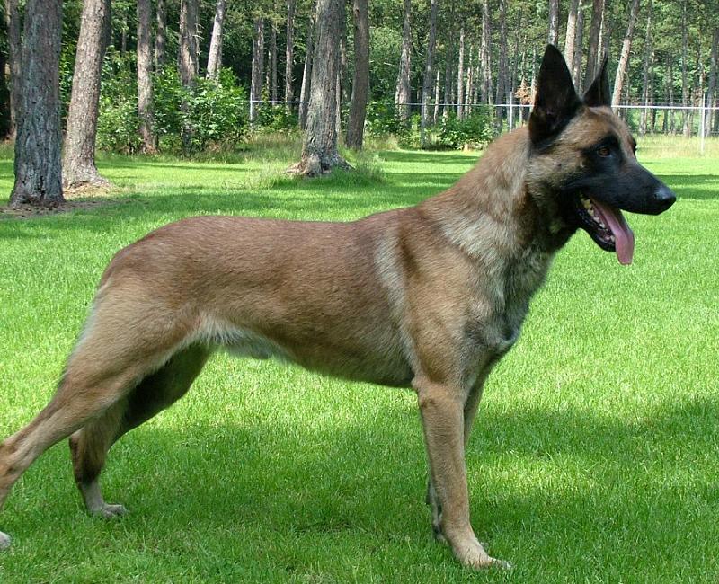 训练马犬有哪些科目,专业的马犬训练的方法