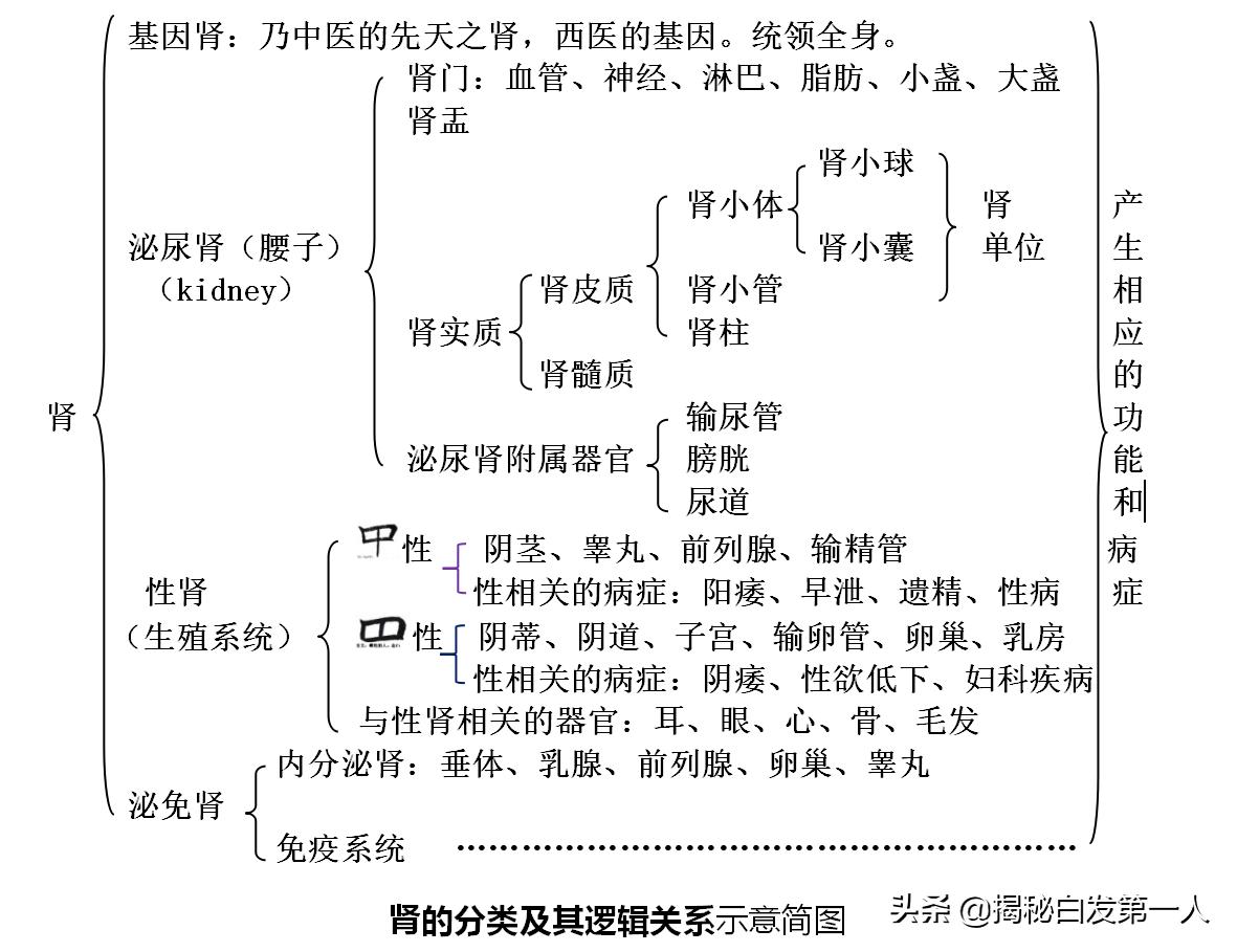 人工肾kidney,为什么kidney是肾脏