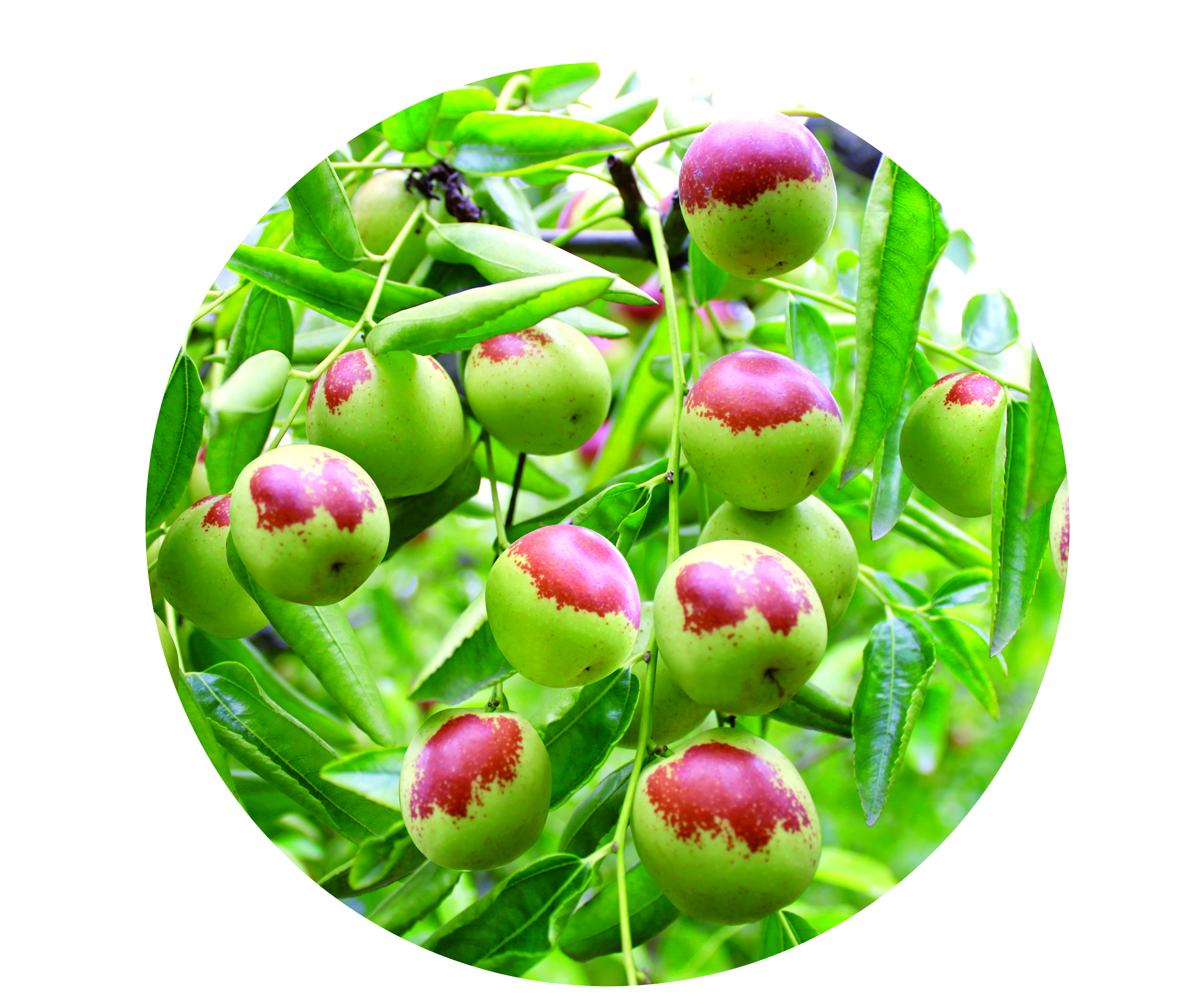 中国冬枣之乡沾化下洼,中国冬枣之乡大荔